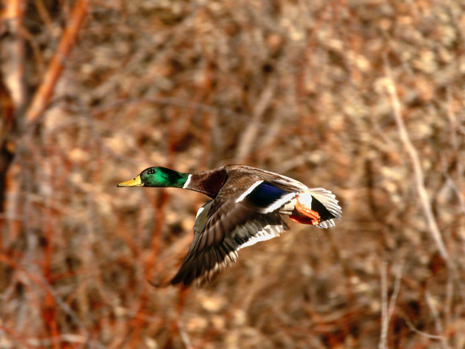Duck Hunting Arizona | Waterfowl