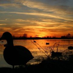 aW2LkHl-duck-hunting-backgrounds